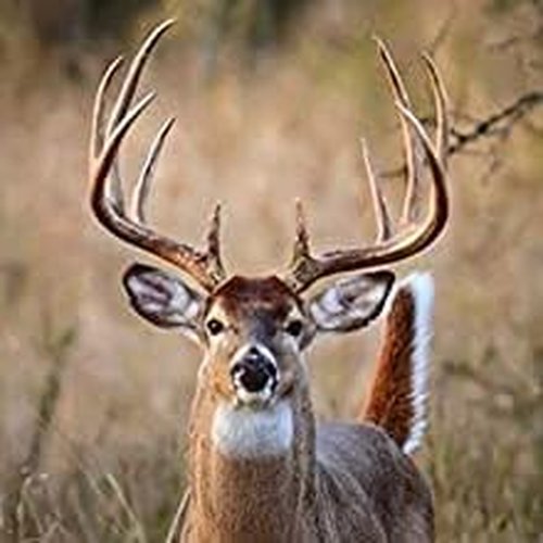 Haydel's Game Calls Inc. DG-87 Buck Calls - Premium Whitetail Deer Attractant | Durable Design