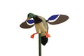 Drake Waterfowl Hunting Decoy - Compact MOJO Mallard with Remote Option