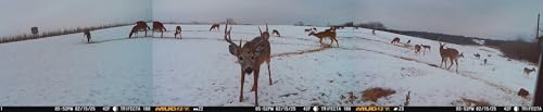 Muddy Trifecta 180 Cellular Trail Camera with Panoramic Imaging - Brown