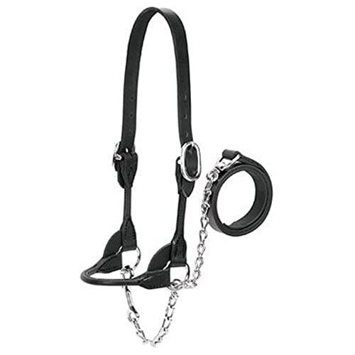 Weaver Leather Dairy/Beef Small Rounded Show Halter Black - Livestock Show Equipment