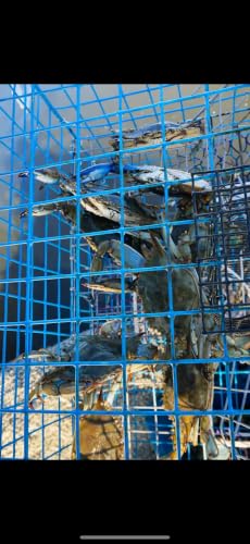 Medium Florida Blue Crab Trap - OceanBuilt, Handcrafted Crabbing Pot with Dual Funnels & Escape Rings - FL-Compliant