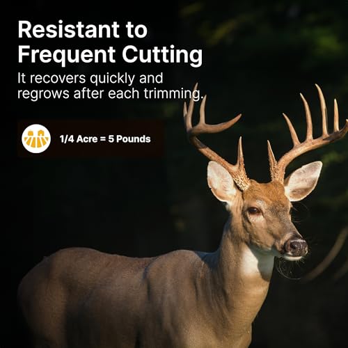No Till Alfalfa Food Plot Seeds for Deer - 1/2 Acre (10 lbs) - Perennial, Heavy Browsing Tolerance