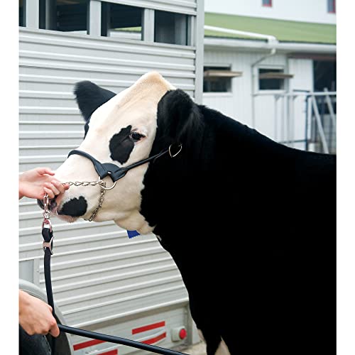 Weaver Leather Dairy/Beef Small Rounded Show Halter Black - Livestock Show Equipment