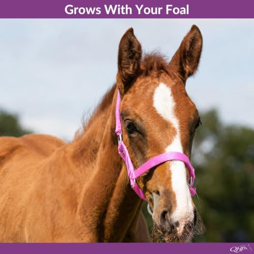 Pony Pink Nylon Foal Halter Adjustable Horse Tack - Grow With Your Horse