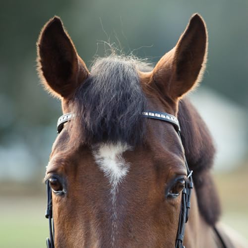 Horse Bridle Black Padded Leather Snaffle with Flash Noseband & Web Reins - HORZE Weston