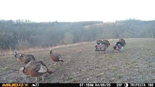 Muddy Trifecta 180 Cellular Trail Camera with Panoramic Imaging - Brown
