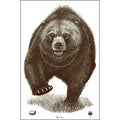 Alaska State Parks Bear Target 50 Pack - 23 x 35 Inches Brown Shooting Target