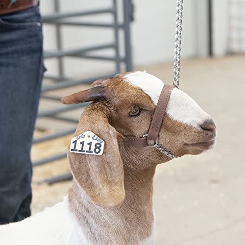 Livestock Goat Halter Brown Small Weaver Leather Brahma Webb