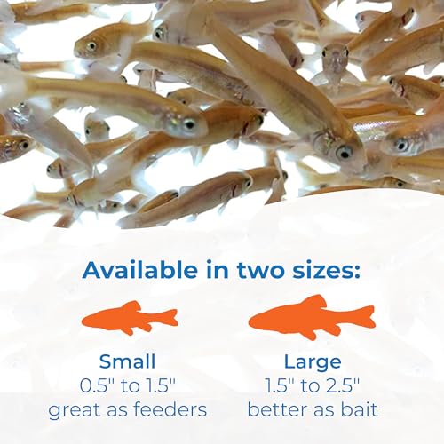 Toledo Goldfish Rosie Red Minnows Small 150 Count - Live Fish for Aquarium & Pond