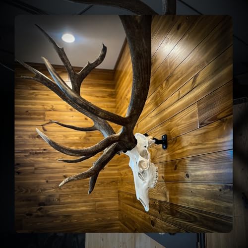 Large Game Skull Mount Kit for Elk, Moose & Stag - Adjustable European Skull Hanger with Rotational & Angle Control - SkulLok Variant