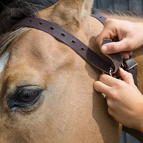 Horse Cribbing Collar - Medium Havana Leather Equine Behavior Deterrent