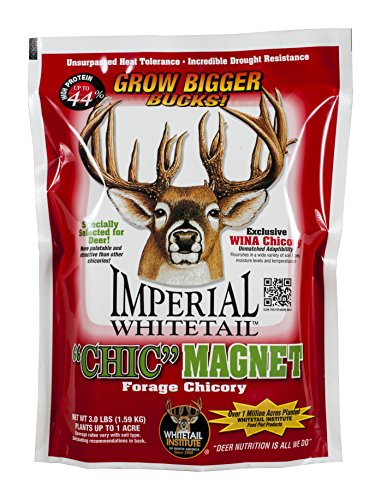 Deer Food Plot Seed Chic Magnet Perennial Chicory Attracts Deer & Builds Antlers