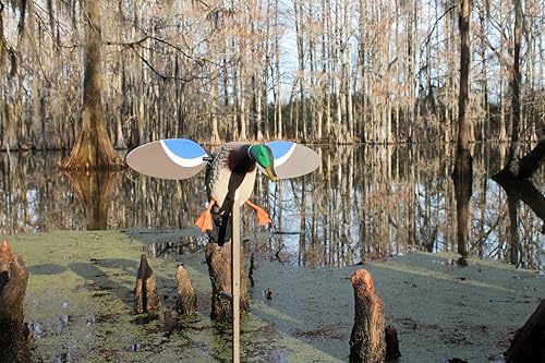 Drake Waterfowl Hunting Decoy - Compact MOJO Mallard with Remote Option