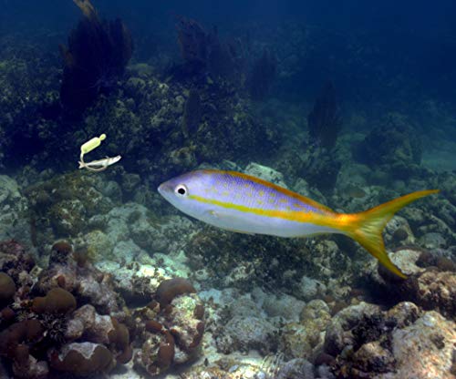 Yellowtail Snapper Weighted Circle Hook Jig 4/0 - 1/8 oz - 20 Pack