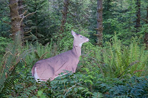 Montana Decoy Dreamy Doe Whitetail Deer Decoy Brown for Hunting