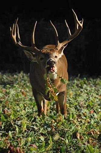 Whitetail Institute Tall Tine Tubers Deer Food Plot Seed 12-Pound (2 Acres) for Fall & Winter Attractant