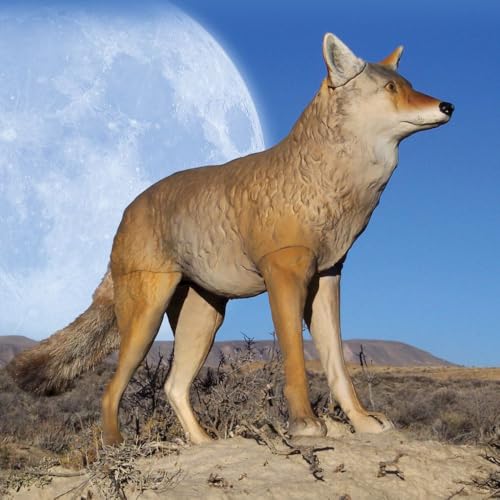 Coyote Decoy with Removable Legs for Predator Hunting and Deterrence