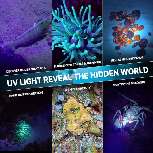 UV Dive Light 395nm Fluorescence Underwater Flashlight for Night Diving – Focused UV Beam, Safety Lock, Marine Inspection