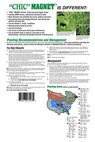 Deer Food Plot Seed Chic Magnet Perennial Chicory Attracts Deer & Builds Antlers