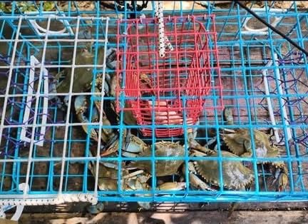 Medium Florida Blue Crab Trap - OceanBuilt, Handcrafted Crabbing Pot with Dual Funnels & Escape Rings - FL-Compliant