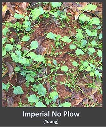25-Pound Deer Food Plot Seed for Hard-to-Reach Areas - Fast-Growing, Nutritious Blend