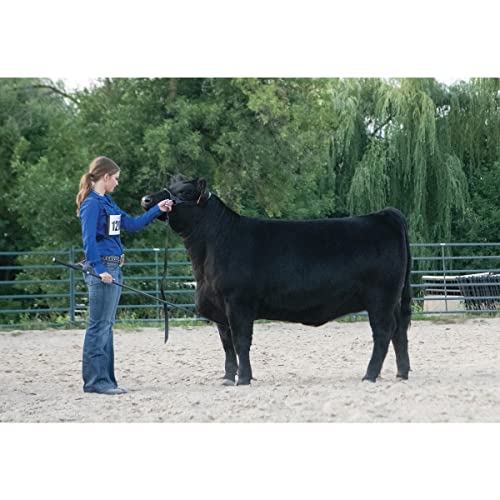 Medium Black Leather Livestock Halter for Showing and Handling - Adjustable Cow Calf Halter with 36" Lead