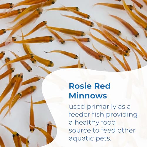Toledo Goldfish Rosie Red Minnows Small 150 Count - Live Fish for Aquarium & Pond