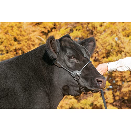 Medium Black Leather Livestock Halter for Showing and Handling - Adjustable Cow Calf Halter with 36" Lead