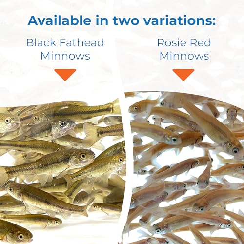 Toledo Goldfish Rosie Red Minnows Small 150 Count - Live Fish for Aquarium & Pond