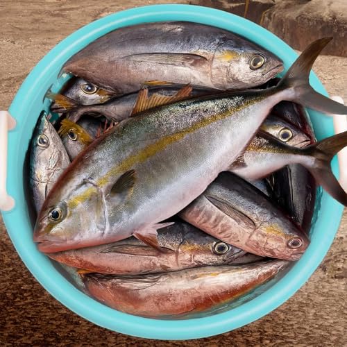 Burbell Heavy Duty Fish Basket 100 lb Capacity - Blue, 19" x 15" Outdoor Seafood Storage