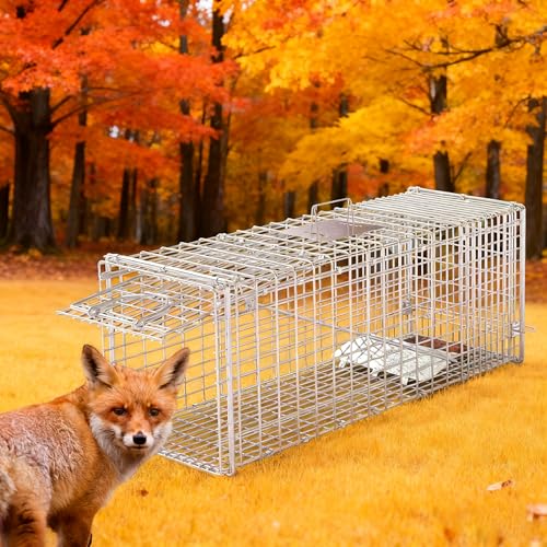 Large Humane Collapsible Animal Trap Cage 37x14x15 Inches for Raccoons Foxes
