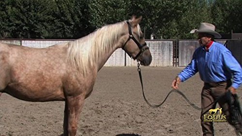 Monty Roberts Dually Headcollar ys/m - Adjustable Bitless Training Halter for Horses