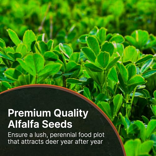 No Till Alfalfa Food Plot Seeds for Deer - 1/2 Acre (10 lbs) - Perennial, Heavy Browsing Tolerance