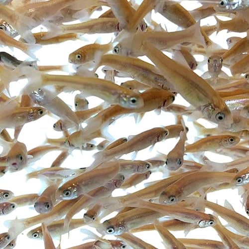 Toledo Goldfish Rosie Red Minnows Small 150 Count - Live Fish for Aquarium & Pond