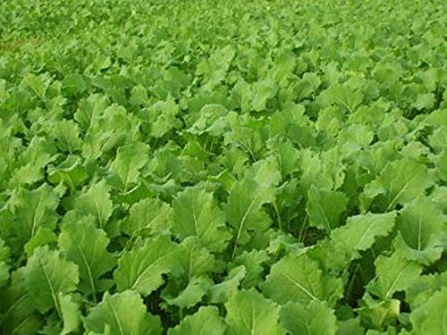 Whitetail Institute Tall Tine Tubers Deer Food Plot Seed 12-Pound (2 Acres) for Fall & Winter Attractant