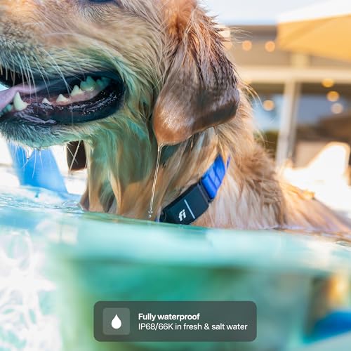 Fi Series 3+ GPS Dog Collar & Tracker Large Blue - 12-Month Membership Included