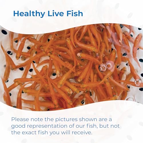 Toledo Goldfish Rosie Red Minnows Small 150 Count - Live Fish for Aquarium & Pond