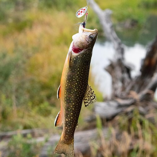 EXAURAFELIS 10/30pcs Fishing Lure Spinnerbait with Feathered Treble Hooks Rooster Tail Fishing Lures Spoon Lures for Bass Salmon Trout Spinner Baits with Tackle Box