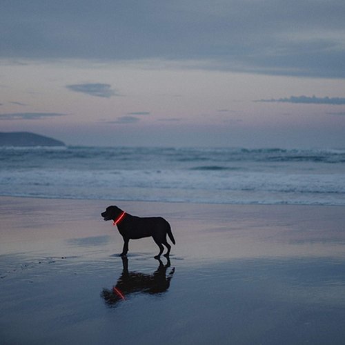 Novkin LED Dog Collar - Rechargeable Light-Up Safety Necklace for Night Walking | 2-Pack, Red & Pink
