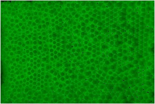 Lancer Tactical Airsoft Pellets BBS 6mm Glow-in-The-Dark Green Tracer 4000 RDS 0.20g Airsoft BBS (4000 RDS 0.20g, 1, Pack)