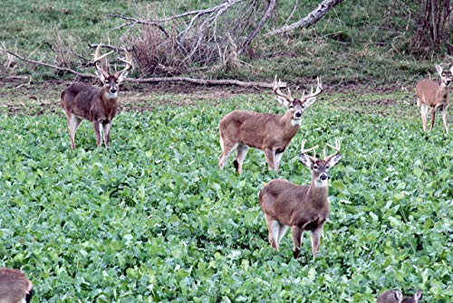 Whitetail Institute Winter-Greens Deer Food Plot Seed 12 lbs for 2 Acres Fall & Winter Tolerance
