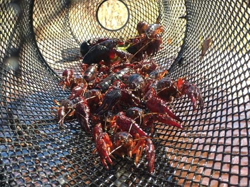 Kraken Supply Co 6-Pack Heavy Duty Crawfish Traps - Collapsible Steel Mesh Bait Nets for Creeks Ponds & Lakes