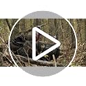 Avian-X LCD Breeder Hen Turkey Decoy - Solid Variation for Hunting