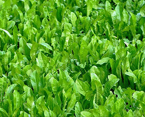 Deer Food Plot Seed Chic Magnet Perennial Chicory Attracts Deer & Builds Antlers