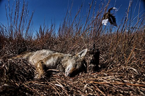 Critter Decoy for Predator Hunting with Motion Sound & Mounting Options - Super Critter Variant