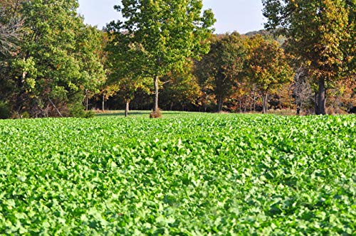 Whitetail Institute Winter-Greens Deer Food Plot Seed 12 lbs for 2 Acres Fall & Winter Tolerance