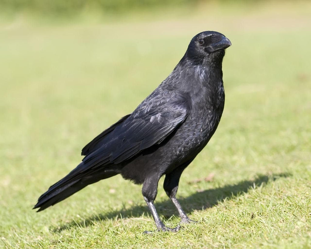 Primos Hunting Crow Call - Realistic Sound for Effective Calling | Perfect for All Hunters
