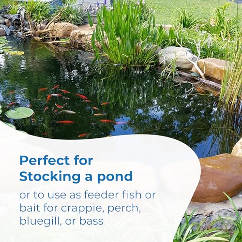 Toledo Goldfish Rosie Red Minnows Small 150 Count - Live Fish for Aquarium & Pond