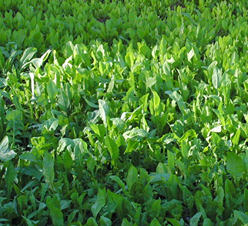 Deer Food Plot Seed Chic Magnet Perennial Chicory Attracts Deer & Builds Antlers