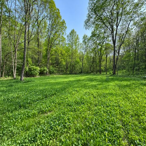 25-Pound Deer Food Plot Seed for Hard-to-Reach Areas - Fast-Growing, Nutritious Blend